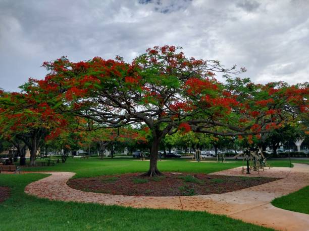 istock Red trees in the park. 1499878778