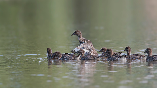 Young wood ducklings swimming on a lake