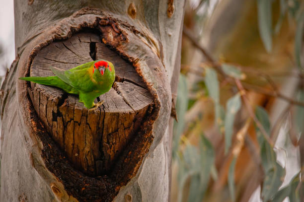 istock Musk Lorikeet perched on a branch 1499881767