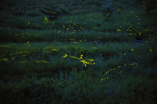 Nagano, Japan - June 18, 2023: Japanese firefly or genjibotaru or Luciola cruciata glowing in Tatsuno, Nagano, Japan