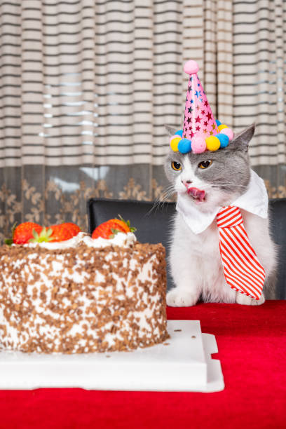 istock cute british shorthair cat celebrating her birthday vertical composition 1499885652
