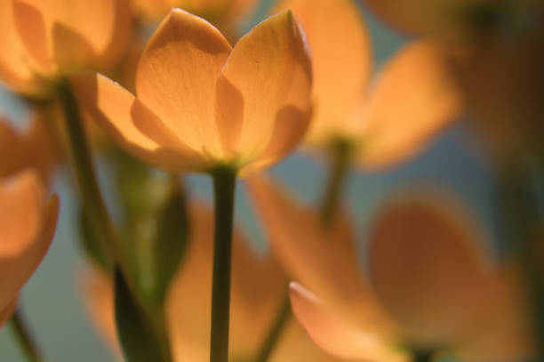 beautiful orange flowers bloom in the garden of Boston