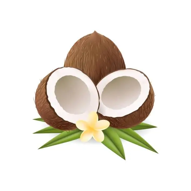 Vector illustration of Realistic coconuts with leaves and flower