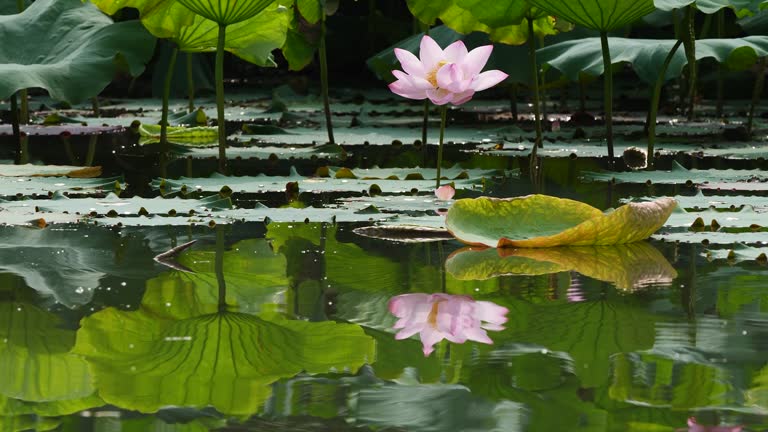 Beautiful lotus sway in wind with reflection in pond, pink flower with green leaves and bud background, close up view, 4k slow motion footage.