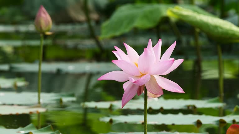 Beautiful lotus sway in wind with reflection in pond, pink flower with green leaves and bud background, close up view, 4k slow motion footage.