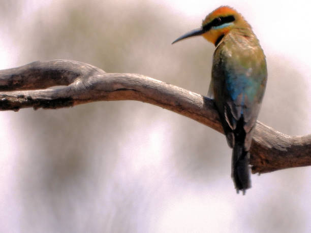 istock Murray Valley National Park, Moira Precinct, New South Wales, Australia 1499889783