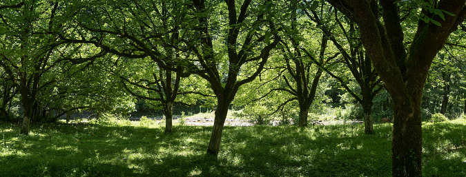 Deciduous forest with fluffy green grass panorama. Bright sunny day. A creek river flows through a wooded area. A cow grazes on a green meadow in the forest. Rural landscape.