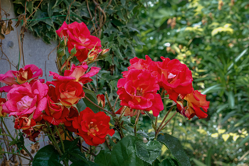 A rose flower. In summer, red roses bloom in the garden. Red roses, green background for text. A red rose on a green background. Blooming red roses in their natural environment.