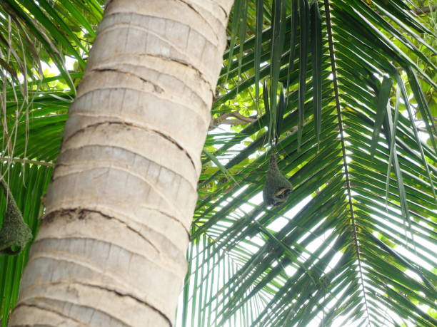 istock Baya Weaver (Ploceus philippinus) bird nest on Coconut palm tree 1499893881