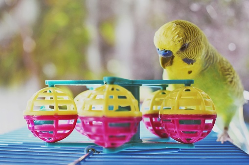 A cheerful yellow Budgerigar parakeet surrounded by colorful plastic toy balls