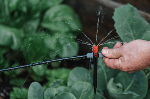 Irrigation equipment. Drip irrigation installation. Drip hose and sprinkler in male hands in a green garden.Drops of water pour from a drip irrigation installation.Equipment for gardens and orchards.