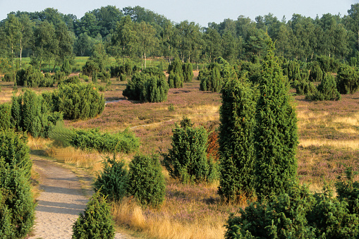 Landscape with flowering heather (Calluna vulgaris) nature reserve Lueneburg Heath, Lower Saxony, Germany, Europe
