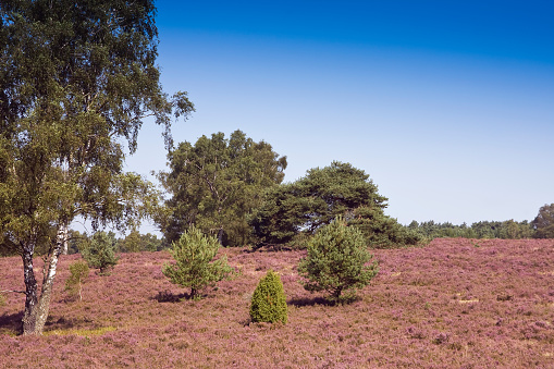 Landscape with flowering heather (Calluna vulgaris) nature reserve Lueneburg Heath, Lower Saxony, Germany, Europe
