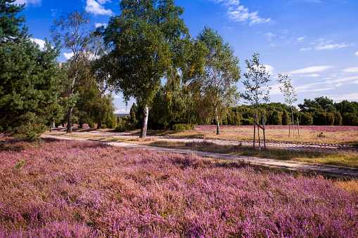 Landscape with flowering heather (Calluna vulgaris) nature reserve Lueneburg Heath, Lower Saxony, Germany, Europe