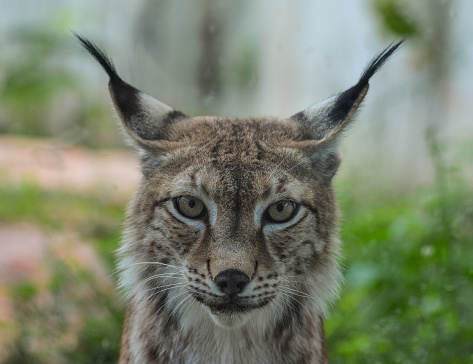 Portrait of an Eurasian Lynx in the zoo.