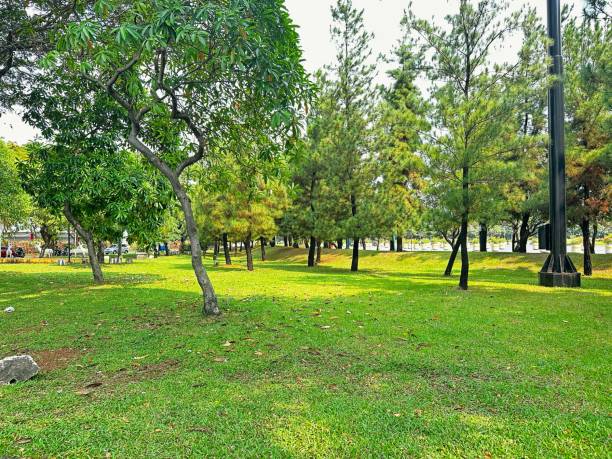 istock The green park in the suburban 1499896138