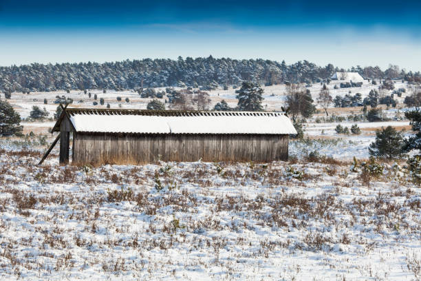 krajobraz w rezerwacie przyrody pustaci lueneburskiej w świeżo opadającym śniegu, (calluna vulgaris) pustaci lueneburskiej, dolna saksonia, niemcy, europa - lower saxony zdjęcia i obrazy z banku zdjęć