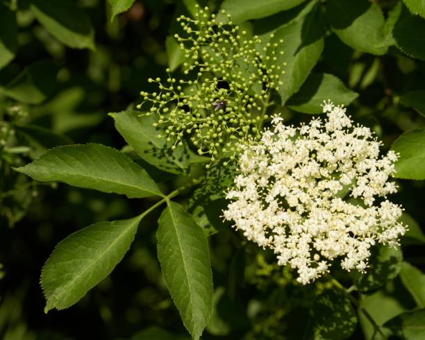 istock Lush and vibrant black elderberry plant with white bloom 1499897661