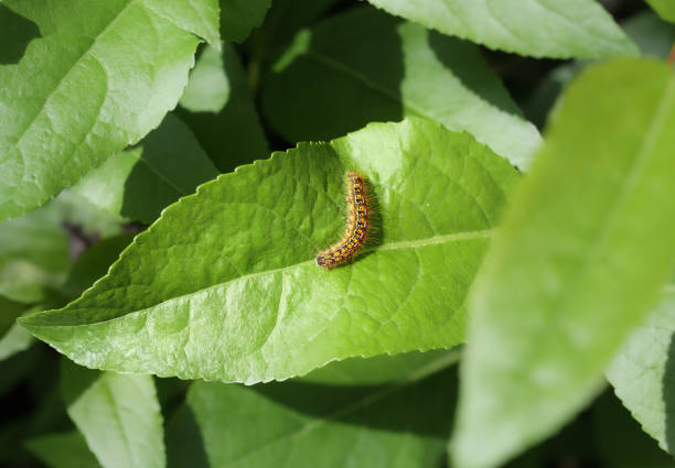 Western tent caterpillar moth is a broadleaf tree defoliator. Selective focus. North Vancouver, BC, Canada