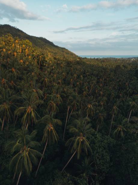 istock Landscape featuring lush palm trees, illuminated by a bright sky with a few white, fluffy clouds 1499898647
