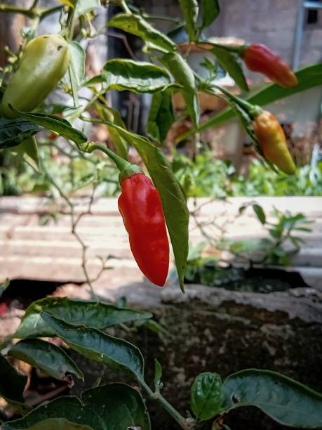istock red chili in the garden 1499900857