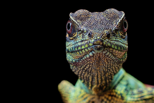 Closeup of Ambon Sailfin dragon lizard (Hydrosaurus amboinensis)