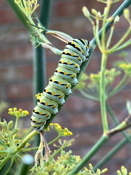 istock Caterpillar if the Swallowtail butterfly 1499902188