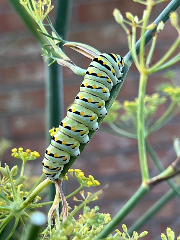 Swallowtail butterfly caterpillar stage of the Genus papilio family