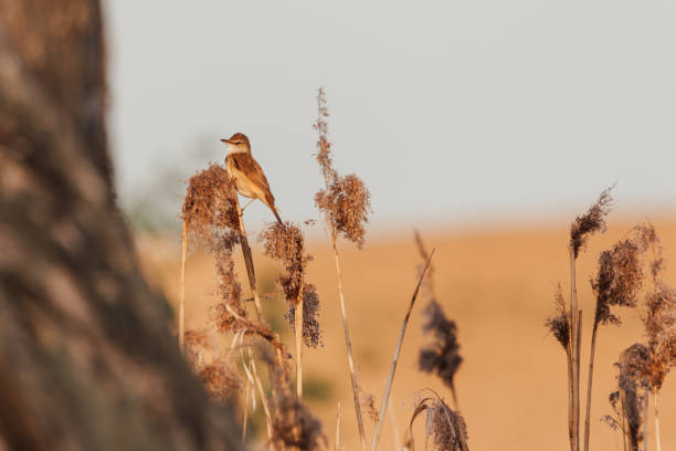 istock Great Reed Warbler (Acrocephalus arundinaceus) sitting and singing on reed 1499903820
