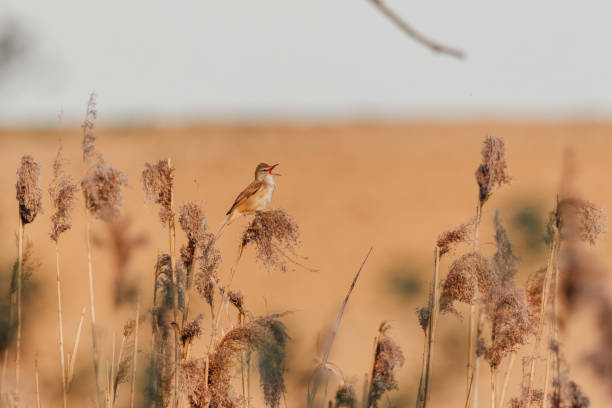 istock Great Reed Warbler (Acrocephalus arundinaceus) sitting and singing on reed 1499903829