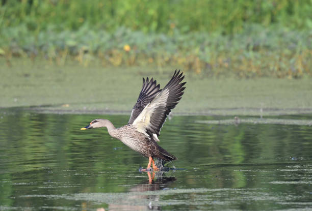 istock WATERFOWL - DUCKS & GEESE - 1 1499906941