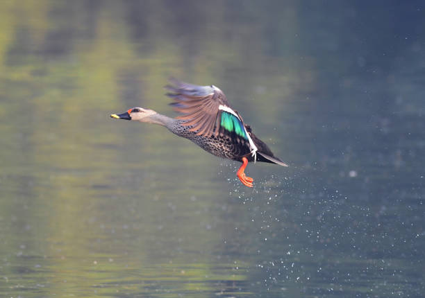 istock WATERFOWL - DUCKS & GEESE - 2 1499908120