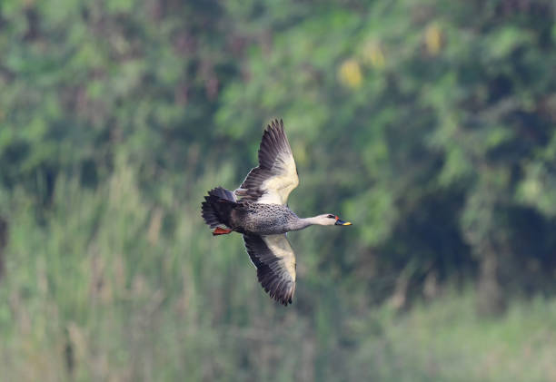 istock WATERFOWL - DUCKS & GEESE - 2 1499908124