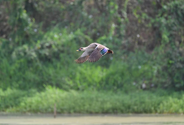 istock WATERFOWL - DUCKS & GEESE - 2 1499908132