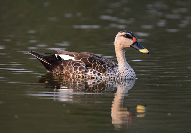 istock WATERFOWL - DUCKS & GEESE - 2 1499908183