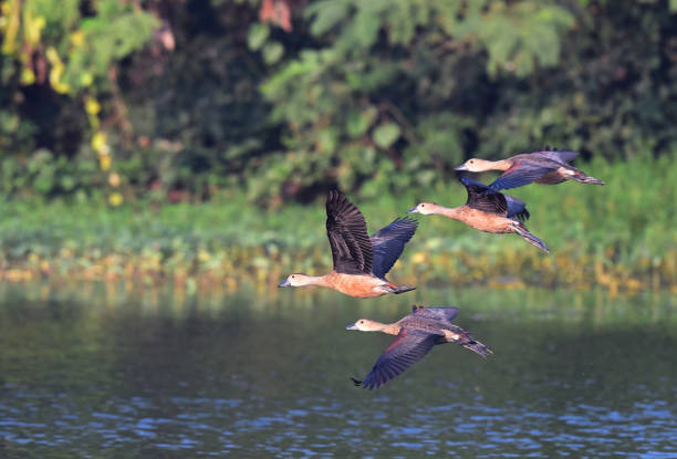 istock WATERFOWL - DUCKS & GEESE - 2 1499908243