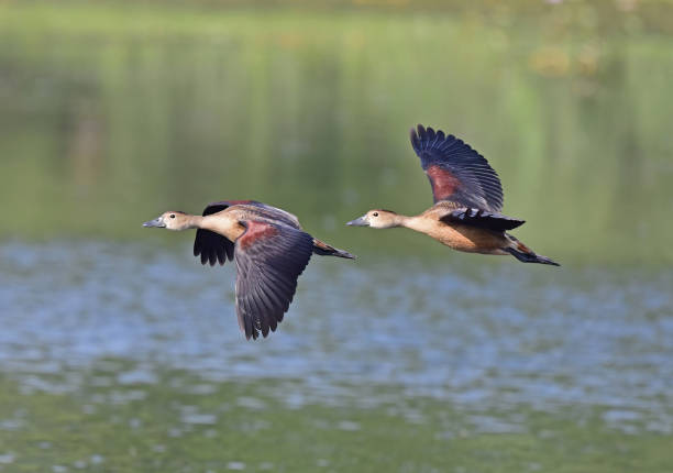 istock WATERFOWL - DUCKS & GEESE - 2 1499908280