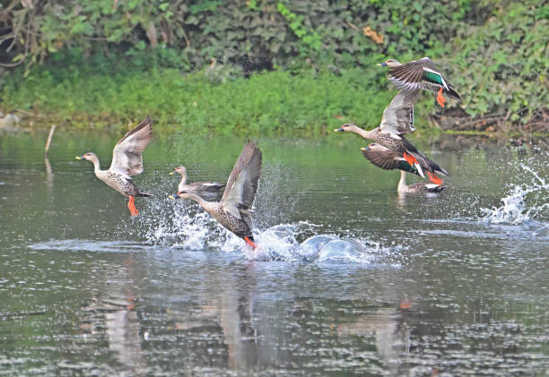 istock WATERFOWL - DUCKS & GEESE - 3 1499909230