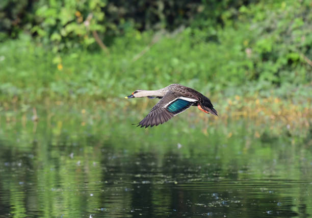 istock WATERFOWL - DUCKS & GEESE - 3 1499909267