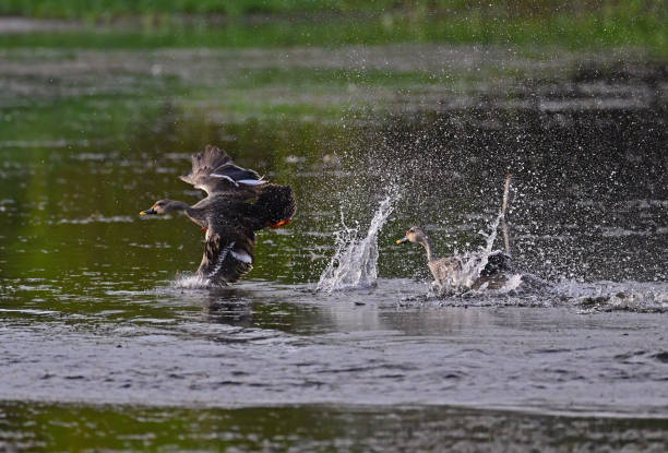 istock WATERFOWL - DUCKS & GEESE - 3 1499909269