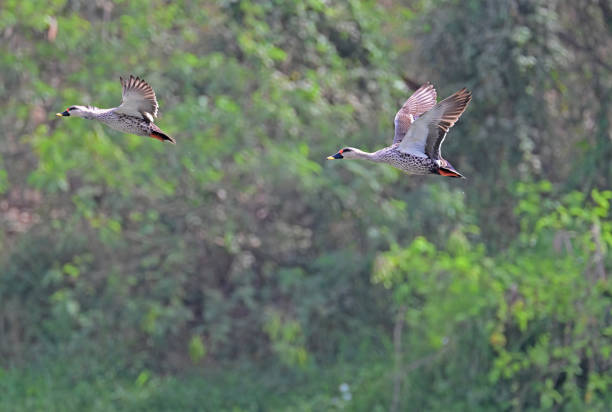 istock WATERFOWL - DUCKS & GEESE - 3 1499909282