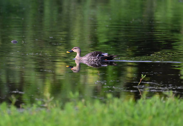 istock WATERFOWL - DUCKS & GEESE - 3 1499909297
