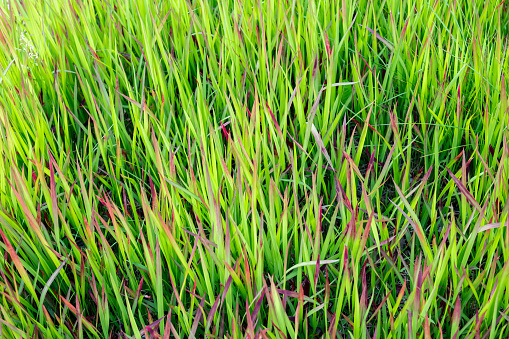 Beautiful ornamental grass. Red discoloration on green leaves. Cylindrical imperata.