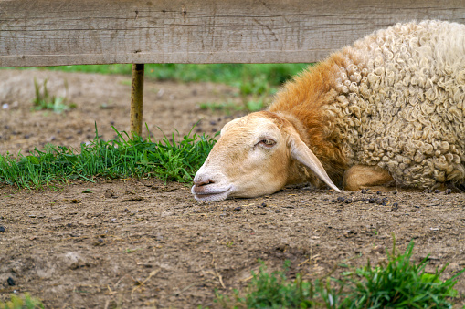 Close up portrait of a sheep laying down in a paddock