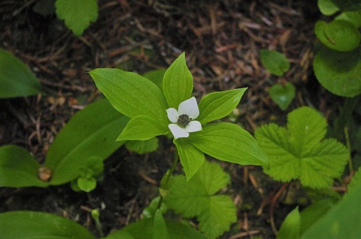 Top down view of wildflower blossom, specifically Western Bunchberry (Cornus unalaschkensis), with the forest floor out of focus in the background. Taken on Larch Mountain, along a hiking trail in the Columbia River Gorge National Scenic Area outside Cascade Locks, Oregon.