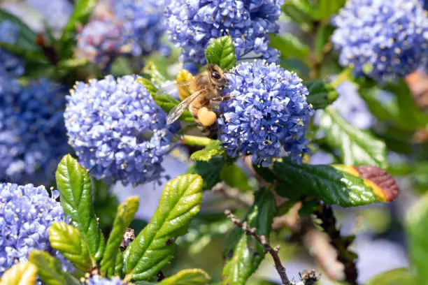 Close up macro image of Western honey bee on blueblossom flowers. Selective focus