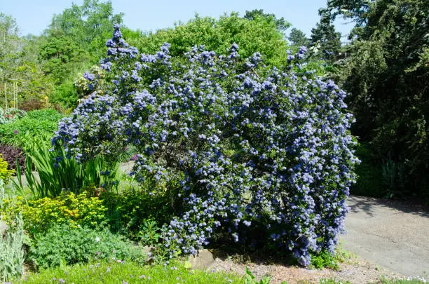 Close up macro image of blueblossom shrub in full bloom, Ceanothus thyrsiflorus
