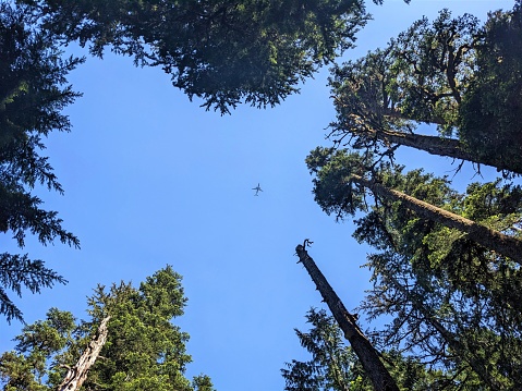 View upwards to plane flying above canopy of a pine forest. Taken on Larch Mountain, along a hiking trail in the Columbia River Gorge National Scenic Area outside Cascade Locks, Oregon.
