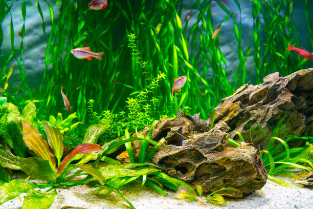 istock Aquarium fish and algae in a freshwater aquarium. 1499912909