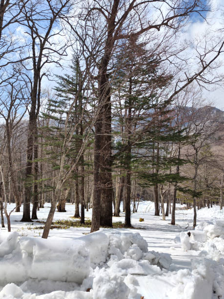 istock Snow forest in Nikko National Park, Japan 1499913065
